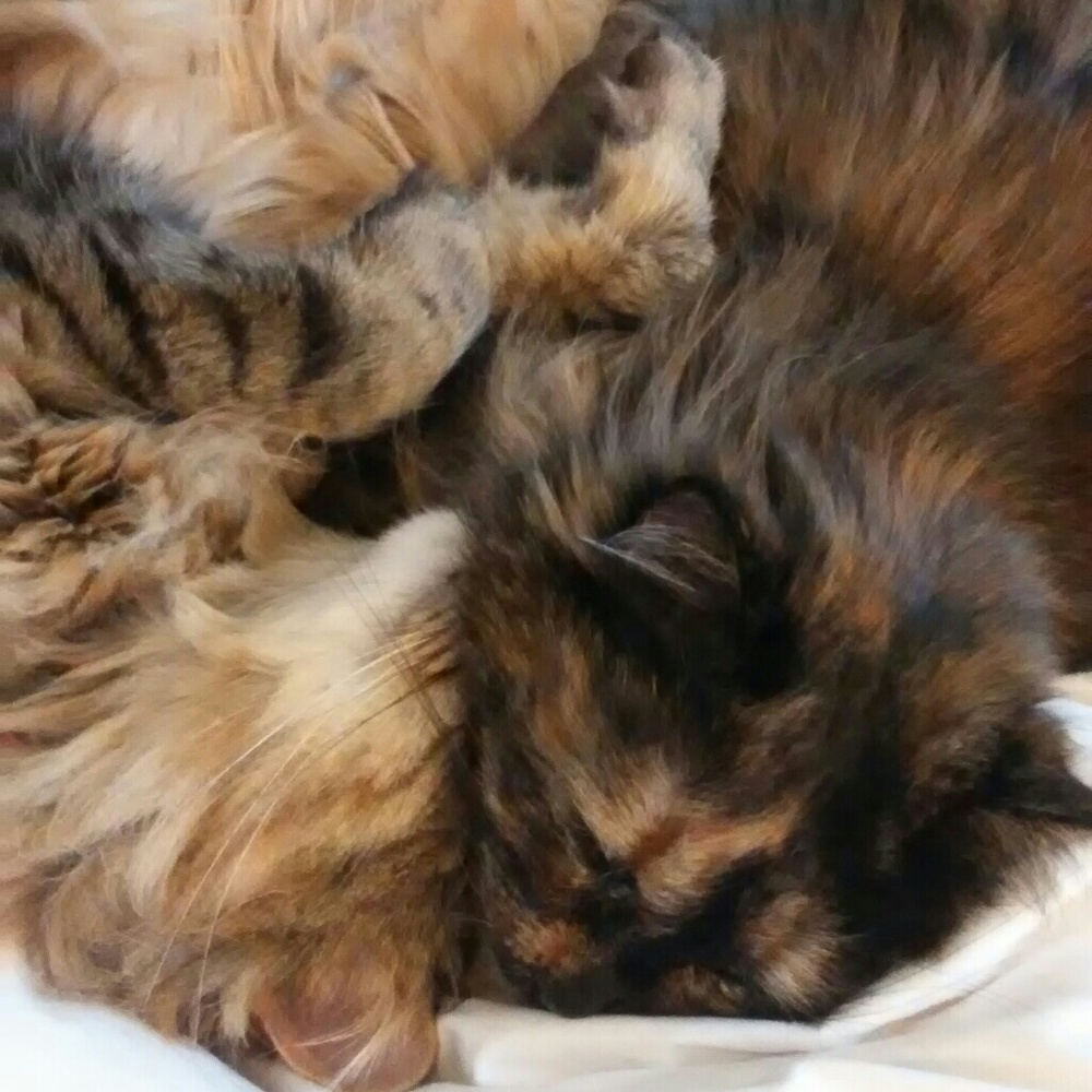 PURRRE LOVE....... - Picture 2 of 8